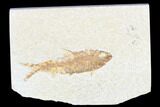 Detailed Fossil Fish (Knightia) - Wyoming #173747-1
